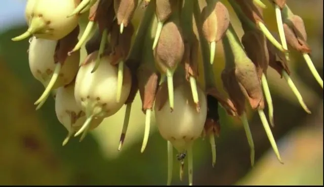 ଫାଇବ୍ ଷ୍ଟାର ହୋଟେଲରେ ‘ମହୁଲି’ । ମଧ୍ୟପ୍ରଦେଶ ସରକାରଙ୍କ ‘ହେରିଟେଜ୍ ଲିକର’ ମାନ୍ୟତା ପରେ ବଢୁଛି ‘ମହୁଲି ’ର ଚାହିଦା ।