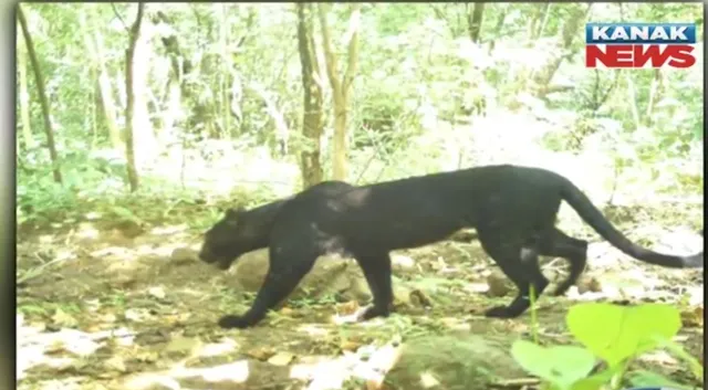 ଓଡିଶା ଜଙ୍ଗଲରେ ପୁଣି ଦେଖାଗଲା କଳା ବାଘ । ଟ୍ୱିଟ କରି ସୂଚନା ଦେଲେ ପିସିସିଏଫ