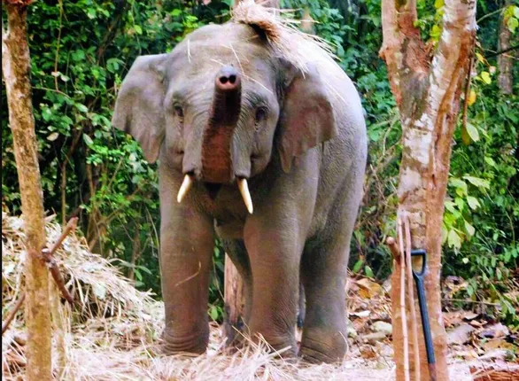 ଜୀବନ ନେଇଯିବ ହାତୀ ଦେଖିବା ନିଶା । ବାଙ୍କୀ ଭଗିପୁର ବନାଞ୍ଚଳରେ ହାତୀକୁ ଦେଖିବା ପାଇଁ ଜଙ୍ଗଲ ଭିତରେ ଅତି ନିକଟକୁ ପଳାଉଛନ୍ତି ଲୋକେ ।