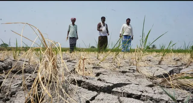 ବର୍ଷା ଅଭାବରୁ ଉଜୁଡି ଗଲା ଚାଷ । ବର୍ଷକ ଦାନା ପାଇଁ ଘୋର ଚିନ୍ତାରେ ଗୁଣୁପୁର ଚାଷୀ ।