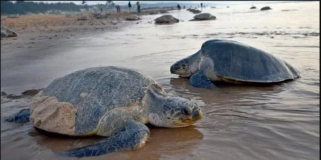 ଆରମ୍ଭ ହେଉଛି ଅଲିଭ୍ ରିଡଲେଙ୍କ ପ୍ରଜନନ ଋତୁ । ୭ ମାସ ଧରି ମାଛଧରା ଓ ଟ୍ରଲର ଚଳାଚଳ ଉପରେ କଟକଣା