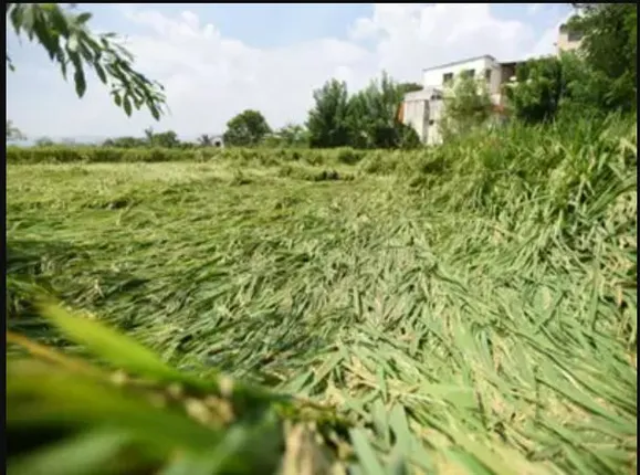 କାଳବୈଶାଖୀରେ ଫସଲ ନଷ୍ଟ । ଅଦିନିଆ ଝଡ଼ବର୍ଷା ଯୋଗୁଁ କଳାହାଣ୍ଡି ଜୁନାଗଡ଼ ବ୍ଲକରେ ବ୍ୟାପକ ଧାନ ଫସଲ ନଷ୍ଟ । 