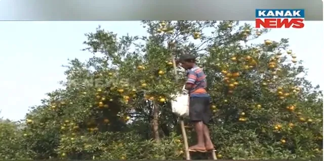 କମଳା ଚାଷ ପାଇଁ ଦେବଗଡ କୁଣ୍ଢେଇଗୋଳାର ରହିଛି ସ୍ୱତନ୍ତ୍ର ପରିଚୟ । ବର୍ଷକୁ ୨ ହଜାର ମେଟ୍ରିକ ଟନ୍ କମଳା ହେଉଛି ଅମଳ