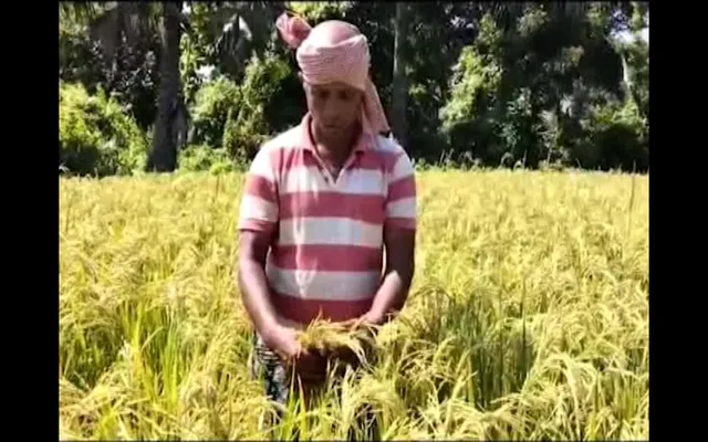 ‘ତେଲେଙ୍ଗାନା ସୋନା’ ଧାନ ଚାଷ କରି ଚର୍ଚ୍ଚାରେ ବିଂଝାରପୁରର ଚାଷୀ । ଡାଏବେଟିସ୍ ରୋଗୀ ଖାଇପାରିବେ ଏହି ଧାନରୁ ପ୍ରସ୍ତୁତ ଭାତ