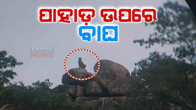 ପାହାଡ଼ ଉପରେ ବାଘ । ନୂଆପଡାରେ କୋକୁଆ ଭୟ ।