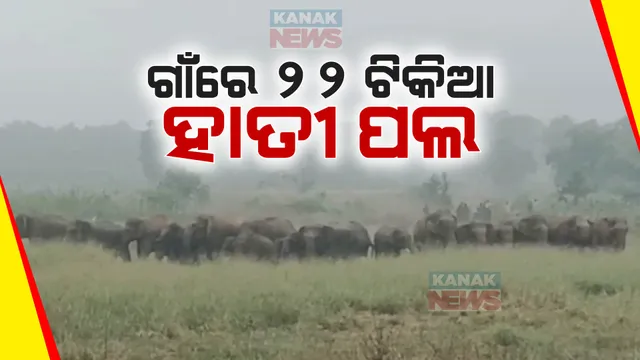 ଢେଙ୍କାନାଳ ବଲ୍ଲଭ ଗାଁ ନିକଟରେ ନଦୀ ପାର ହୋଇ ପଶିଛନ୍ତି ହାତୀ । ଗାଁରୁ ନେଇ ଧାନ କ୍ଷେତରେ ହାତୀ ପଲ ଆତଙ୍କ