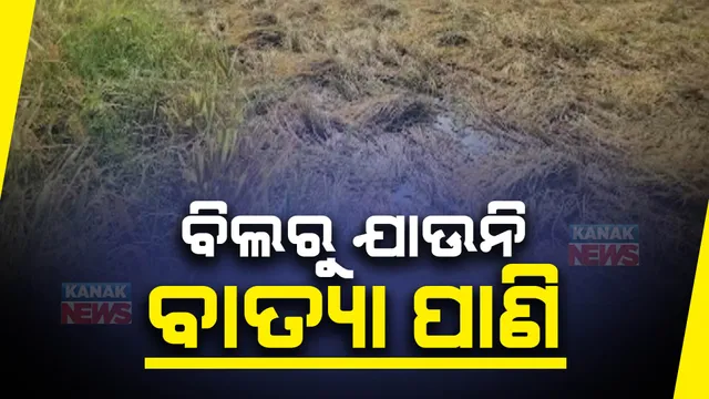 ଦୁଃଖ ଦେଇଗଲା ବାତ୍ୟା ମିଗଜୋମର ବର୍ଷା । କଳାହାଣ୍ଡି ଜୟପାଟଣାରେ ଚାଷ ଜମିରୁ ଛାଡ଼ୁନି ବର୍ଷା ପାଣି