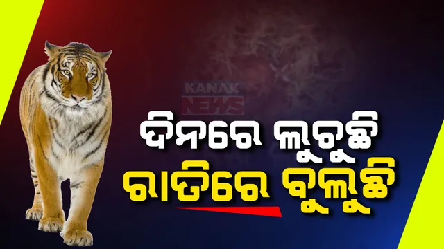 ଦିନରେ ଲୁଚୁଛି ,ରାତିରେ ବୁଲୁଛି ମହାବଳ ବାଘ । ରାୟଗଡାରେ ବାଛୁରୀକୁ ଖାଇଥିବା ନେଇ ବନ ଅଧିକାରୀଙ୍କ ସୂଚନା