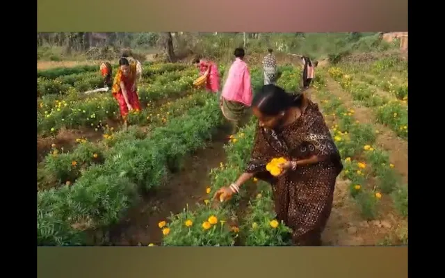 ଏସଏଚଜି ମହିଳାଙ୍କ ଫୁଲଚାଷ । ୩ ଏକର ଜମିରେ ଗେଣ୍ଡୁ, ଗୋଲାପ ଓ ସେବତୀ ଫୁଲ ଚାଷ କରିଛନ୍ତି ସୁବର୍ଣ୍ଣପୁର ଡୁଙ୍ଗୁରିପାଲିର ମହିଳା