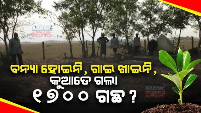 ମାତ୍ର ବଞ୍ଚିଛି ୩୬ ଗଛ, ବିଲ୍ ହୋଇଛି ୪ ଲକ୍ଷରୁ ଅଧିକ । କୋଇଲିପୁର ପଞ୍ଚାୟତର ଏହି କେଳେଙ୍କାରୀ ଚକିତ କରିଦେବ, ବୃକ୍ଷରୋପଣ ନାଁରେ ବି କରିହୁଏ ଏମିତି ଲୁଟ୍ ।