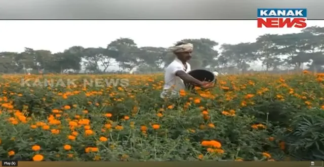 ଗେଣ୍ଡୁଫୁଲ ଚାଷ କରି ସ୍ୱାବଲମ୍ବୀ ହୋଇଛନ୍ତି ବାଙ୍କୀ କୁଶପଙ୍ଗି ଗାଁର ଯୁବଚାଷୀ ଗତିକାନ୍ତ । ପୂର୍ବରୁ କରୁଥିଲେ ପରିବା ଚାଷ