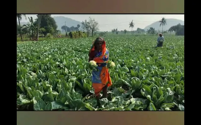 ଫୁଲକୋବି ଚାଷର ଗାଁ ମଧୁରଚୁଆ । ଗାଁର ଅଧିକାଂଶ ଲୋକ ଚାଷ ଉପରେ ନିର୍ଭରଶୀଳ, ଧର୍ମଶାଳା ଓ ରସୁଲପୁର ଅଂଚଳରେ କୋବି ଚାଷ କରି ଲକ୍ଷପତି ଚାଷୀ