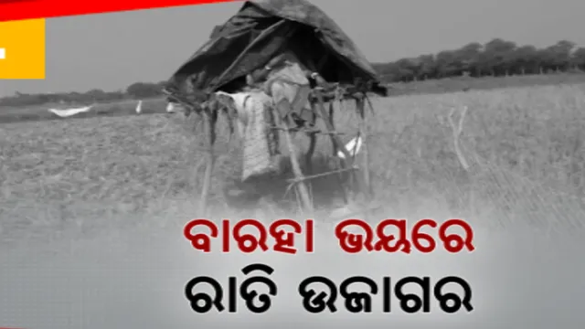 ଅମଳ ବେଳେ ଚାଷୀଙ୍କ ଅକଲ ଗୁଡୁମ୍ କଲେଣି ବାରହା । ଦିନରେ ଜଙ୍ଗଲରେ ରହି ରାତିରେ ଧାନ ବିଲରେ କରୁଛନ୍ତି ଉତ୍ପାତ