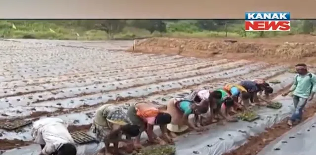 ନିୟମଗିରି ପାହାଡ ଉପରେ ଷ୍ଟବେରୀ ଚାଷ । ୧ ଏକର ଜମିରେ ଷ୍ଟ୍ରବେରୀ ଚାଷ କରୁଛନ୍ତି କୁର୍ଲି ଗାଁର ଲାକୁନୁଜା କେସିକା