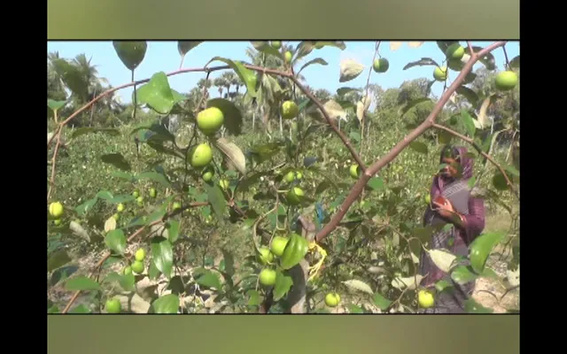 ଚିଲିକା ମାଟିରେ ବିଦେଶୀ କୋଳି । ପାରମ୍ପରିକ ଚାଷ ଅପେକ୍ଷା ଏହି ଚାଷରୁ ମିଳୁଛି ଭଲ ଲାଭ, ଥରେ ଗଛ ଲଗାଇଲେ ୫ ବର୍ଷ ଯାଏଁ ହୋଇଥାଏ ଅମଳ