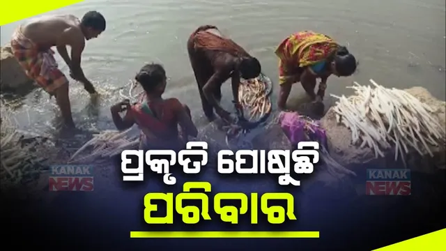 ମହୁନାଡ ବିକି ମୁଁ ପୋଷେ କୁଟୁମ୍ବ... କାମ ଅଭାବରୁ ଗାଁ ଗାଁ ବୁଲି ମହୁନାଡ଼ ବିକୁଛନ୍ତି ଲୋକେ । ଜାହାଡ଼ା ହ୍ରଦ ପାଇଁ ଚାଲୁଛି ତେଲ ଲୁଣର ସଂସାର ।