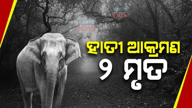 ପୁଣି ହାତୀ ନେଲା ୨ ଜୀବନ । ଅନୁଗୋଳ ଶରଧାପୁର ଓ ଛେଳିଆପଡା ଗାଁରେ ହାତୀ ଭୟ ।