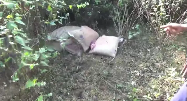 ଉଦଳା ଜଙ୍ଗଲରେ ପଡିଛି ଗରିବଙ୍କ ଦାନା । ବସ୍ତା ବସ୍ତା ପିଡିଏସ ଚାଉଳ ପଡିଥିବା ଦେଖି ଲୋକେ ଚକିତ