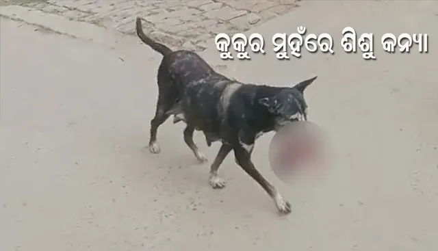 ନବଜାତକ ଶିଶୁକୁ ମୁହଁରେ ଧରି ବୁଲୁଥିଲା କୁକୁର ।  ଦେଖଣାହାରୀ ଭୟରେ ଦୌଡିଲେ