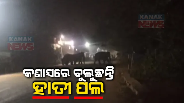 କଣାସ ବାଦୂରାବର ଗାଁରେ ହାତୀ ଆତଙ୍କ । ଚାଷ ଜମିରେ ପଶି ନଷ୍ଟ କରୁଛନ୍ତି ଫସଲ, ଖାଇଗଲେ ୨ଶହ ବସ୍ତା ଅମଳ ଧାନ