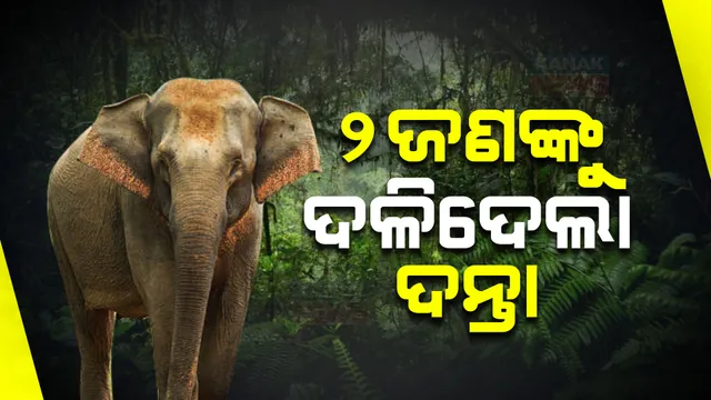 ହାତୀ ନେଲା ଦୁଇ ଜୀବନ । ଘର ଅଗଣାରେ ବସିଥିବାବେଳେ ଦଳିଦେଲା ଦନ୍ତା । ଘଟଣାସ୍ଥଳରେ ୨ ସମ୍ପର୍କୀୟଙ୍କ ମୃତ୍ୟୁ ।