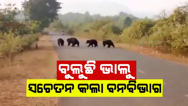 ଜୟପୁରରେ ଭାଲୁ ଆତଙ୍କ । ଗାଁ ଗାଁ ବୁଲି ସଚେତନ କଲା ବନବିଭାଗ, ରାତିରେ ଏକାକୀ ଘରୁ ନ ବାହାରିବାକୁ ପରାମର୍ଶ ।