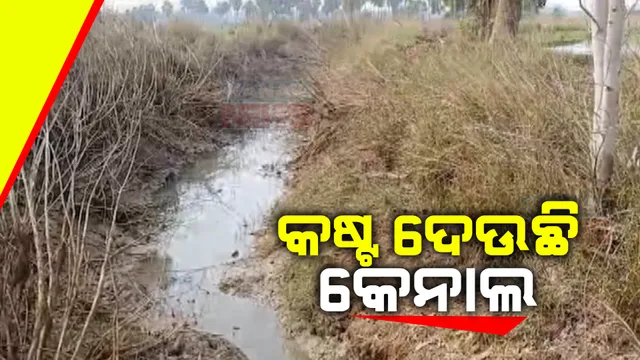 କେନାଲରୁ ମିଳୁନି ପାଣି । ଶୁଖିଗଲାଣି ଚାଷ ଜମି, ଏକର ଏକର ଫସଲ ଝାଉଁଳି ନଷ୍ଟ । ଚିନ୍ତାରେ ପୁରୀ ସଦର ବ୍ଲକର ଚାଷୀ