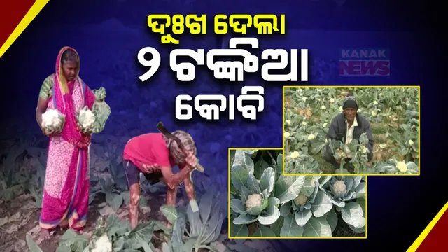 ଫୁଲକୋବିର ଅଭାବୀ ବିକ୍ରି: କିଲୋକୁ ମାତ୍ର ୨ ଟଙ୍କା