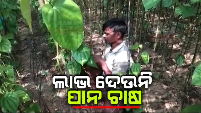 ମିଳୁନି ସାହାଯ୍ୟ ସହଯୋଗ । କ୍ଷତିରେ ଭୋଗରାଇର ପାନ ଚାଷୀ, କମିଯାଉଛି ବିରକୁଳି ପାନର ଚାହିଦା