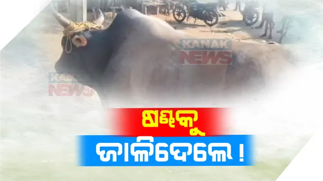 ନୃଶଂସତାର ସବୁ ସୀମା ଟପିଗଲେ ଦୁର୍ବୃତ । ବାଲେଶ୍ୱର ସିଂଲା ଥାନା ପାହି ଗାଁରେ ଷଣ୍ଢ ଦେହରେ ପେଟ୍ରୋଲ ଢ଼ାଳି ଲାଗଇଦେଲେ ନିଆଁ