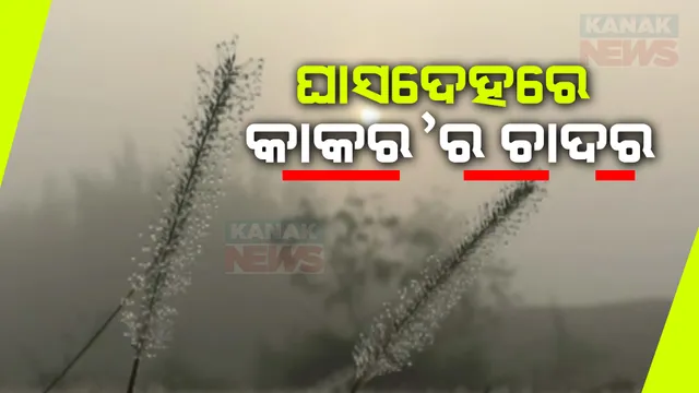 ଶୀତୁଆ ସକାଳରେ ଘାସ ଗାଲିଚାର ସୌନ୍ଦର୍ଯ୍ୟ । ଅସ୍ତରଙ୍ଗ ଉପକୂଳରେ ମୁଚୁମୁଚିକା ଘାସର ସୌନ୍ଦର୍ଯ୍ୟରେ ବିଭୋର କବି ଭାବୁକ