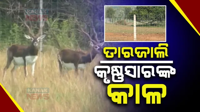 ଗଞ୍ଜାମରେ ବଢୁଛି ବିରଳ କୃଷ୍ଣସାର ମୃଗଙ୍କ ସଂଖ୍ୟା । ହେଲେ ଫସଲ ସୁରକ୍ଷା ପାଇଁ ଚାଷୀ ଘେରାଇଥିବା ତାର ଜାଲ ମୃଗଙ୍କ ପାଇଁ ହେଉଛି କାଳ 