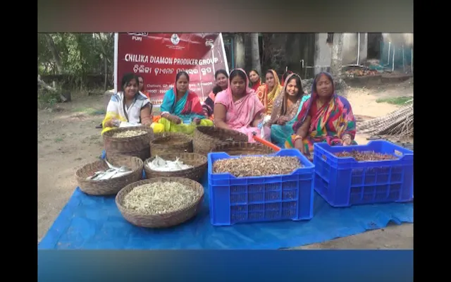 ଚିଲିକା ଅଂଚଳରେ ମହିଳାଙ୍କୁ ସ୍ୱାବଲମ୍ବୀ କରିଛି ଶୁଖୁଆ ବ୍ୟବସାୟ । ବିଭିନ୍ନ ପ୍ରକାରର ଶୁଖୁଆ ବିକ୍ରି କରି ସ୍ୱାବଲମ୍ବୀ ହେଉଛନ୍ତି ଡାଇମଣ୍ଡ ପ୍ରଡ୍ୟୁସର ଗ୍ରୁପର ସଦସ୍ୟା