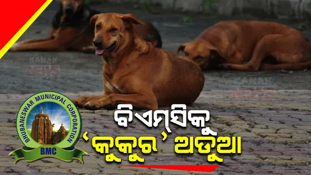 କୁକୁର ବନ୍ଧ୍ୟାକରଣ ପାଇଁ ପ୍ରସ୍ତୁତି: ବିନା ତଥ୍ୟରେ ଅନ୍ଧାରରେ ବାଡ଼ି ବୁଲାଉଛି ବିଏମସି