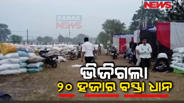 ମରୁଡି, ବନ୍ୟା ପରେ ଏବେ ଦାଉ ସାଧିଛି ଅଦିନିଆ ବର୍ଷା । ଭିଜିଗଲା ପଦ୍ମପୁର ବରିକେଲ ମଣ୍ଡିରେ ପଡି ରହିଥିବା ୨୦ ହଜାର ବସ୍ତା ଧାନ