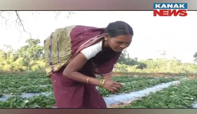 କନ୍ଧମାଳରେ ସଫଳ ହେଉଛି ଷ୍ଟ୍ରବେରୀ ଚାଷ । ୬ଟି ବ୍ଲକରେ ୩୦ ଏକର ଜମିରେ ଫଳିଛି ଲାଲ ରଙ୍ଗର ଷ୍ଟ୍ରବେରୀ