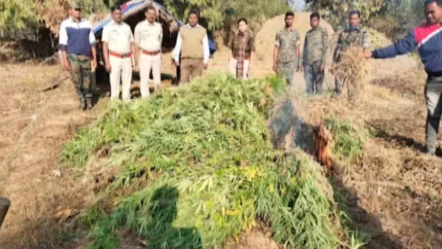 ୧୦ହଜାରରୁ ଅଧିକ ଗଞ୍ଜେଇ ଗଛକୁ ପୋଡି଼ଲା ପ୍ରଶାସନ ।ନବରଙ୍ଗପୁର ରାଇଘରରେ ଚାଲିଥିଲା ବେଆଇନ ଗଂଜେଇ ଚାଷ, ଆନୁମାନିକ ମୂଲ୍ୟ ଏକ କୋଟିରୁ ଅଧିକ