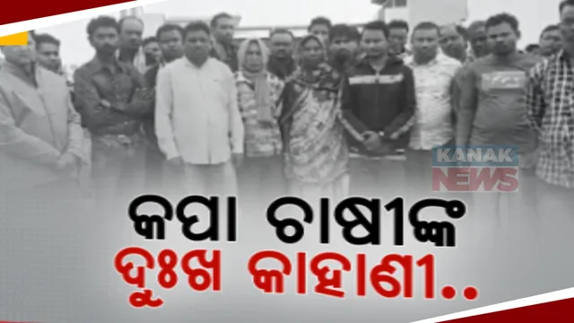 ବଲାଙ୍ଗୀର ଅମ୍ବିକା ଏଗ୍ରୋ ଇଣ୍ଡଷ୍ଟ୍ରି ସାମ୍ନାରେ କପା ବୋଝେଇ ଗାଡି ରଖି ଅପେକ୍ଷା କରୁଛନ୍ତି ଚାଷୀ । ହେଲେ କିଣିବାକୁ ଆସିନାହାନ୍ତି ଅଧିକାରୀ