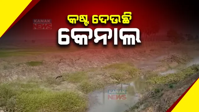 କେନାଲରୁ ମିଳୁନି ପାଣି । ଶୁଖିଗଲାଣି ଚାଷ ଜମି, ଏକର ଏକର ଫସଲ ଝାଉଁଳି ନଷ୍ଟ । ଚିନ୍ତାରେ ପୁରୀ ସଦର ବ୍ଲକର ଚାଷୀ ।