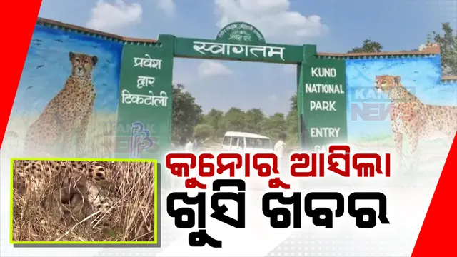 ଜାତୀୟ କୁନୋ ଉଦ୍ୟାନରୁ ଆସିଲା ଭଲ ଖବର । ୩ ଶାବକଙ୍କୁ ଜନ୍ମ ଦେଲା ଚିତା ଜ୍ୱାଲା । ଟ୍ୱିଟ୍ କରି ସୂଚନା ଦେଲେ କେନ୍ଦ୍ରମନ୍ତ୍ରୀ ।