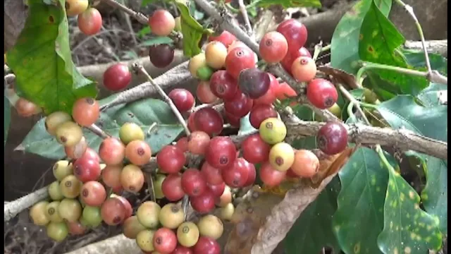 ସ୍ଥାୟୀ ଜୀବିକା ପାଇଁ କଫି ଚାଷ ଯୋଜନା । ଉପକୃତ ହେବେ କୋରାପୁଟ ସମେତ ୬ ଜିଲ୍ଲାର ଚାଷୀ