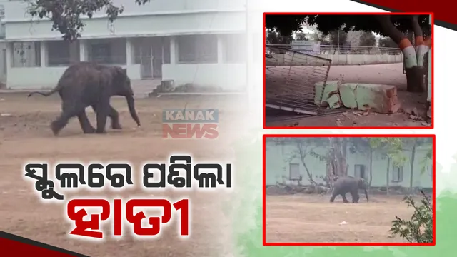 ବାରିପଦା ସହରରେ ବୁଲୁଛି ହାତୀ । ପାଚେରୀ ଭାଙ୍ଗି ଏମ୍.କେ.ସି ହାଇସ୍କୁଲରେ ପଶିଲା ଦନ୍ତା । ଗୋଠ ଛଡା ଦନ୍ତାକୁ ଘଉଡାଇବାକୁ ବନ ବିଭାଗ ଓ ବାରିପଦା ପୋଲିସ ନାକେଦମ୍ ।