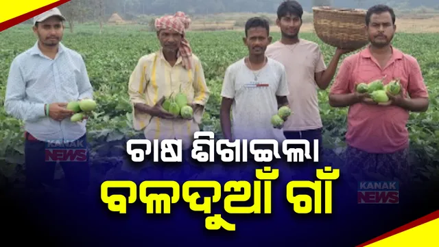 ଚାଷୀଙ୍କ ଗାଁ କେନ୍ଦୁଝର ଆନନ୍ଦପୁରର ବଳଦୁଆଁ । ହେଲେ ବିକ୍ରି ପାଇଁ ବଜାର ବ୍ୟବସ୍ଥା ନଥିବା ବେଳେ ଜଳ ସେଚନ ନଥିବାରୁ ବଢୁଛି ଅସନ୍ତୋଷ