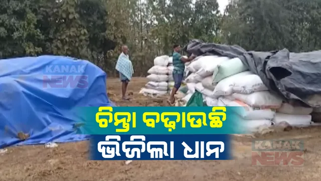 ଅଦିନିଆ ବର୍ଷା ଯୋଗୁଁ ପଦ୍ମପୁରରେ ମଣ୍ଡିରେ ଭିଜୁଛି ଅମଳ ଧାନ । ମିଲର ଓ ପ୍ରଶାସନିକ ଅଧିକାରୀଙ୍କ ମନମାନି ଯୋଗୁଁ ବିକ୍ରି ହୋଇପାରୁନି ଚାଷୀଙ୍କ ଧାନ