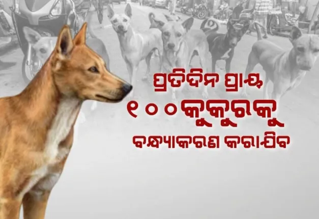 କୁକୁର ବନ୍ଧ୍ୟାକରଣ ପାଇଁ ବିଏମସିକୁ ଗ୍ରୀନ୍ ସିଗନାଲ । ପ୍ରତିଦିନ ୧୦୦ କୁକୁରକୁ କରାଯିବ ବନ୍ଧ୍ୟାକରଣ ।