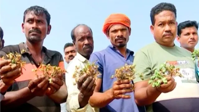 ରବି ଋତୁ ପାଇଁ ହଟହଟା ଚାଷୀକୂଳ: ବିଲରେ ପାଣି ନ ମାଡିବାରୁ ନଷ୍ଟ ହେବାକୁ ବସିଲାଣି ହେକ୍ଟର ହେକ୍ଟର ଚିନା ବାଦାମ କ୍ଷେତ