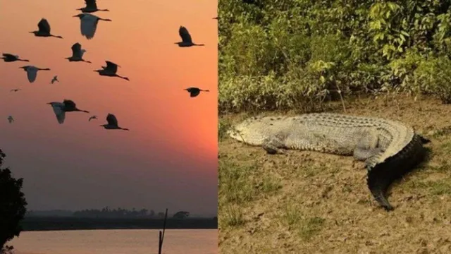 ସାତକୋଶିଆରେ ବଢ଼ିଛନ୍ତି କୁମ୍ଭୀର, କମିଛି ପକ୍ଷୀଙ୍କ ସଂଖ୍ୟା । ଏବର୍ଷ ଆସିନାହାଁନ୍ତି ନୂଆ ପ୍ରଜାତିର ପକ୍ଷୀ ।