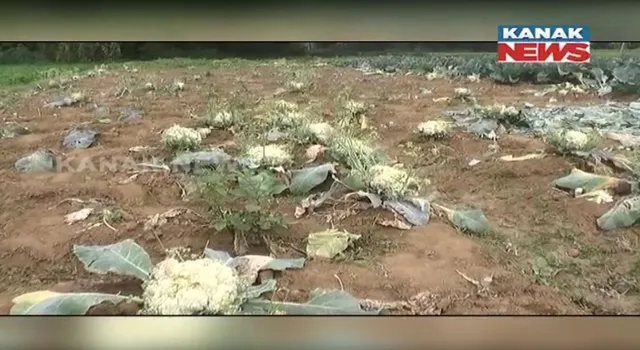 ଘୋର ଚିନ୍ତାରେ ଫୁଲକୋବି ଚାଷୀ । କୋବି ଗୋଟାକୁ ମାତ୍ର ୨ ଟଙ୍କା । ବିଲରେ ପଡି ନଷ୍ଟ ହେଉଛି ଫସଲ ।