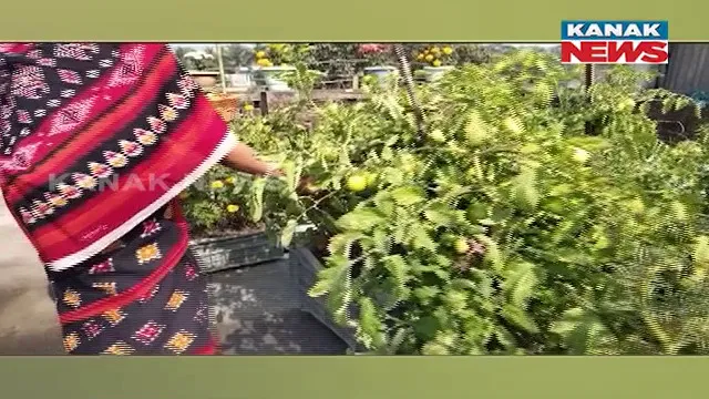 କଂକ୍ରିଟ ଛାତ ଉପରେ ପରିବା ଚାଷ । ଛାତ ଉପରେ ହେଇଛି ଏକ ମିନି ବଗିଚା ।