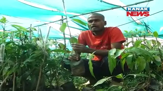 ଚର୍ଚ୍ଚାରେ କେନ୍ଦ୍ରାପଡ଼ାର ‘ଆମ୍ବ ମଣିଷ’ । କରୋନା ମହାମାରୀ ସମୟରେ ଗାଁକୁ ଫେରି ଲଗାଇଛନ୍ତି ୫୦ ଲକ୍ଷ ଆମ୍ବ ଗଛ